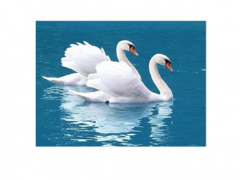 Картина по номерам арт. RA73721 Пара лебедей 40*50 в кор.